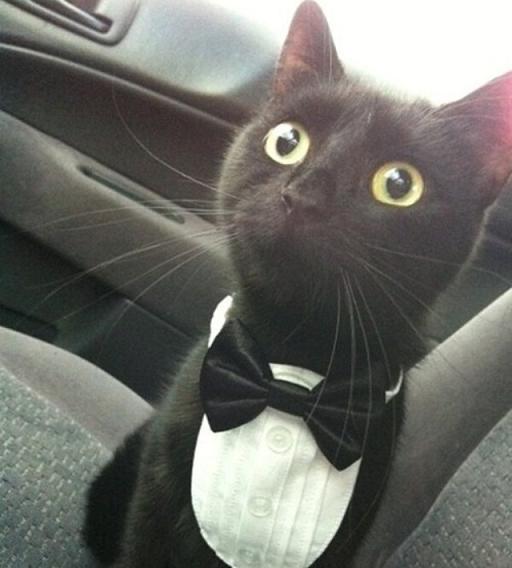This is not my cat, but I need that neck tie. 