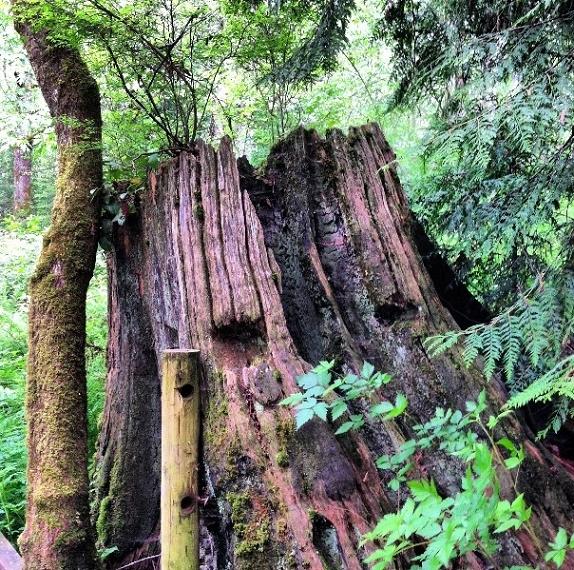 Can I climb inside this tree stump?