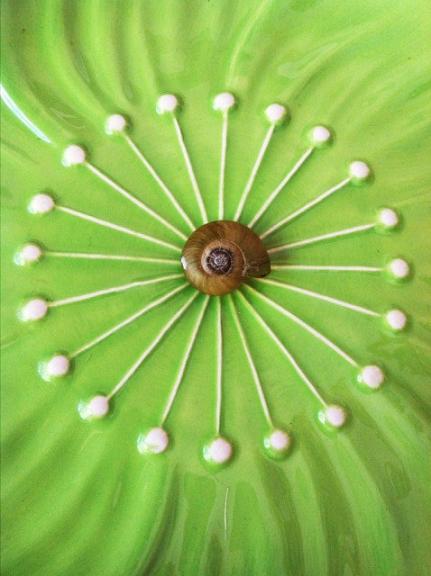 20 minutes after my lunch I found this deserted snail shell. I thought it was cool..go figure.