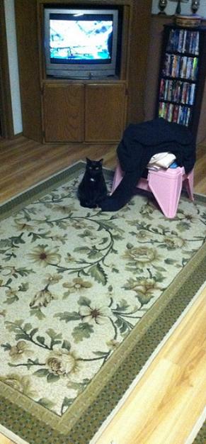 Observing his prey (aka me while I am running..what a creep!)  Also please don't be jealous of my TV circa the 1700's.