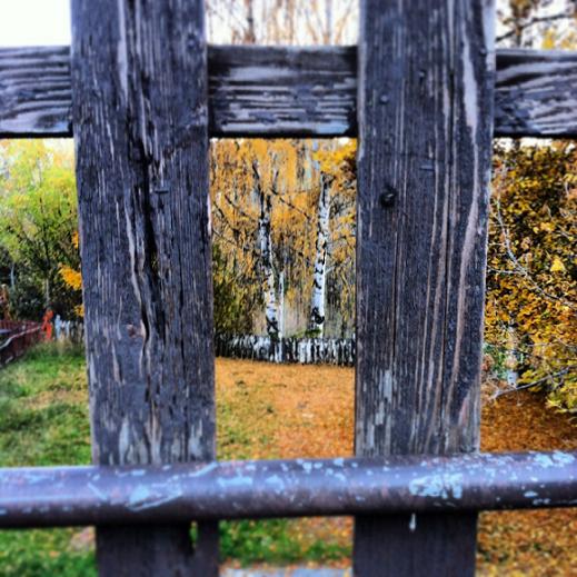 Fall foliage between the fence. 