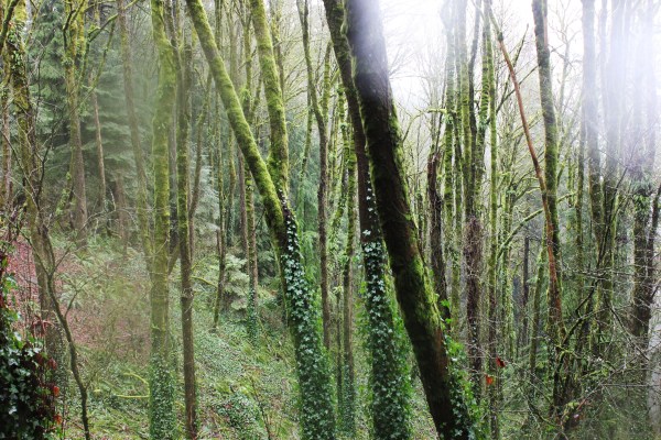 Orbs...or water drops on my lens. You decide. 