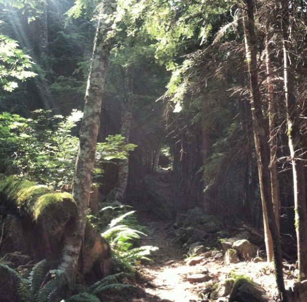 Tunnel into the trees.