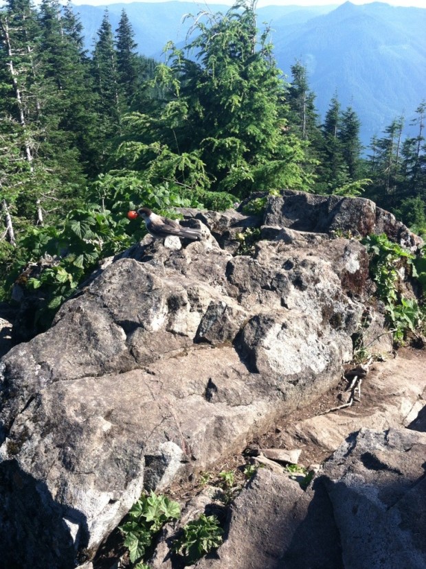 Kind of hard to see, but there he is with the cherry in his mouth. 