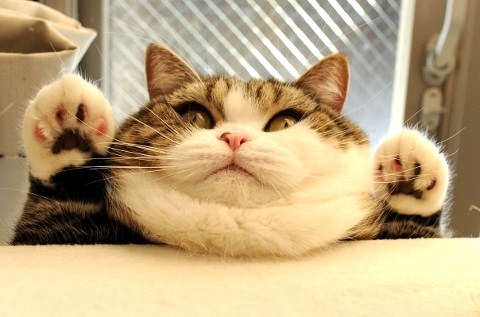 Me when I succumb to the triggers.