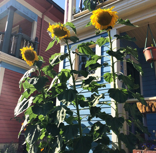 A tiny home with giant Sunflower stalks. I want.