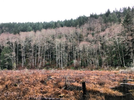 image_53963918819963