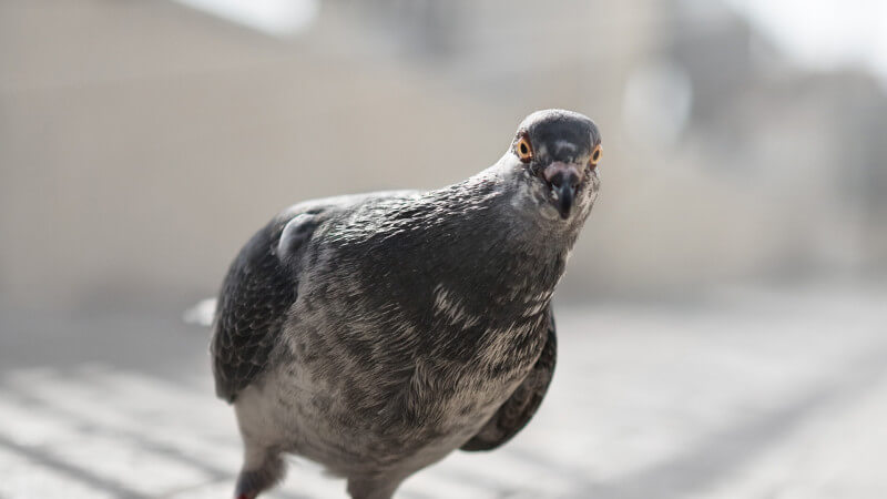 pigeon2-ss-1920-800x450.jpg