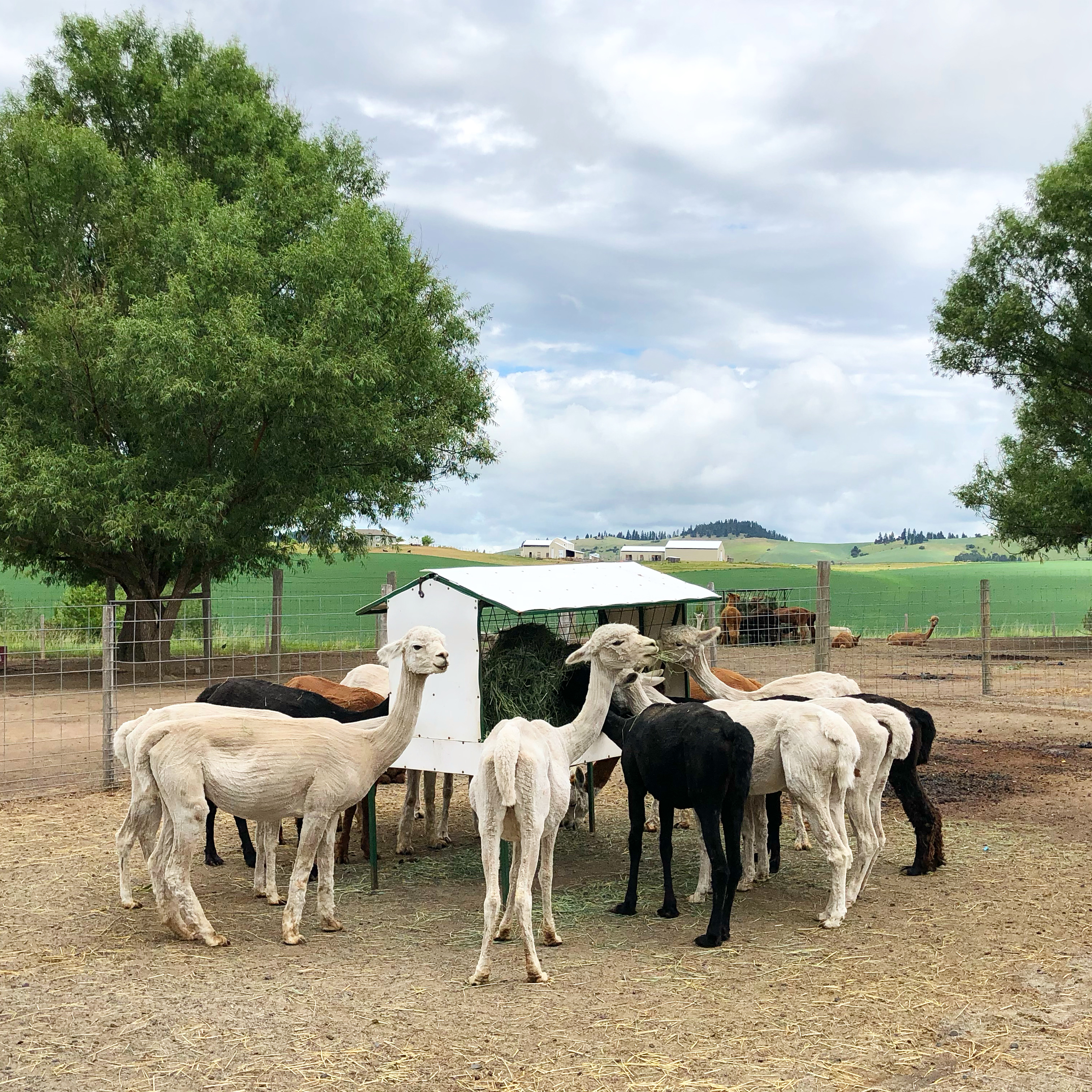 Grazing Hills Alpaca Ranch | Blissfulbritt