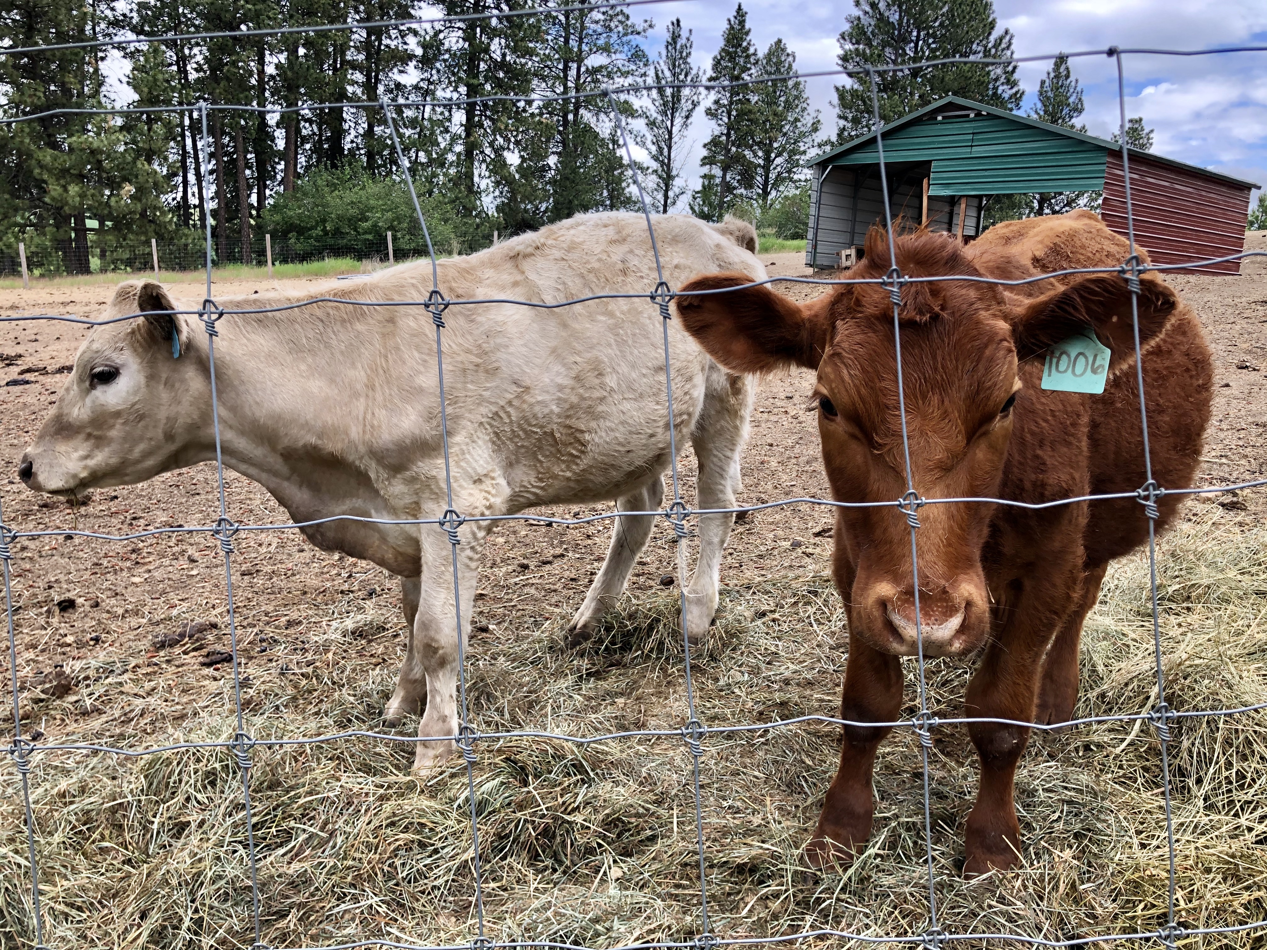 Grazing Hills Alpaca Ranch | Blissfulbritt